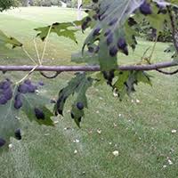 Does Your Maple Tree Have Blacks Spots On Its Leaves