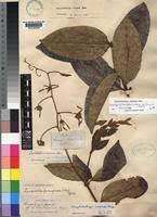 Image result for Ancylobothrys amoena