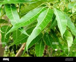 Image result for Azadirachta indica