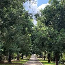 Image result for Afroqueta capensis