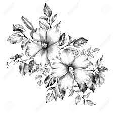 If you want to learn drawing flowers, you are in right place. Hand Drawn Hibiscus Flowers Bunch Isolated On White Background Stock Photo Picture And Royalty Free Image Image 124355706