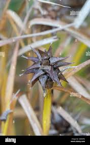 Image result for Scleria hispidula