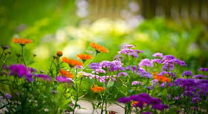 Maybe you would like to learn more about one of these? Pemilihan Bunga Terindah Untuk Taman Berkebun