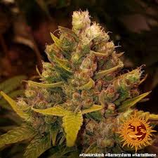 Nova og von anesia seeds: Cookies Kush Cannabis Seeds Barneys Farm