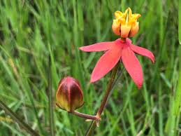 Image result for Stathmostelma pauciflorum