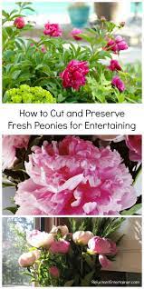 Cut down to the nearest strong leaf on the stem so that the empty stem doesn't stick out of the bush. How To Cut And Preserve Fresh Peonies For Entertaining