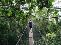 This suspension bridge is built 530 meters long and 40 meter above ground level is one of the main attractions for local and international tourists to taman negara. Taman Negara Kuala Tahan 22 25 April 2018 Vogel Frei Wild