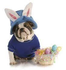 I D Rather Have An Easter Bulldog Over And Easter Bunny Anyday Easter Dog Easter Dog Pictures Bulldog