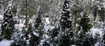 Check spelling or type a new query. George S U Cut Christmas Tree Farm Azalea Oregon