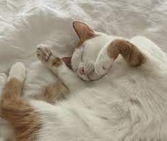 We would like to show you a description here but the site won't allow us. Cat Food Bath Creature Real Cat Mania