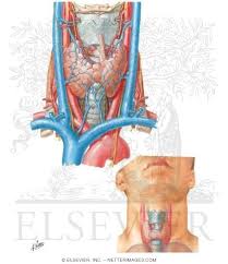 It contains blood vessels and nerves that supply structures in the head to the body. Thyroid Gland Anterior View