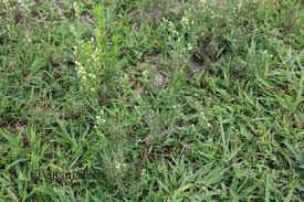 Image result for Erigeron bonariensis