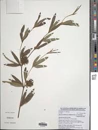 Image result for Eriosema laurentii