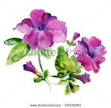 Painted Flowers Stock Photos Images Amp Pictures Shutterstock Flower Painting Watercolor Flowers Petunias