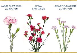 A Guide To Growing Carnations Ftd Com