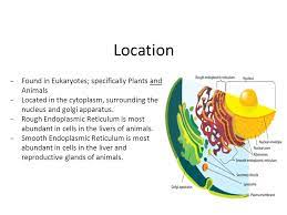 Maybe you would like to learn more about one of these? Yellow Block Organelle Presentations Cytoplasm And Dna In Prokaryotic Cell Ppt Download