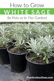How To Grow White Sage White Sage Plant Sage Garden Sage Plant