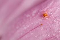 Image result for Trombicula autumnalis