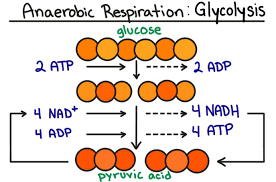 Glycolysis Cellular Respiration Summary Steps Expii