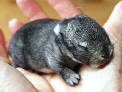 Keeping Baby Bunnies Safe Touch Them Keep Them Warm And Dry Rabbit Smarties Creative Resources For Rabbit Keepers
