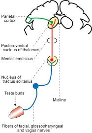 Image result for Taste Sensation