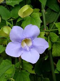 Image result for Thunbergia laborans