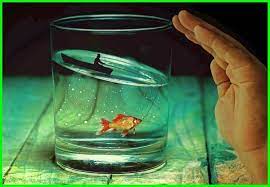 Maybe you would like to learn more about one of these? Mimpi Tentang Ikan Dan Artinya Daftarhewan Com