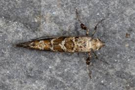 Image result for Scleria gracillima