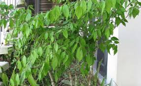 Image result for Gonatopus