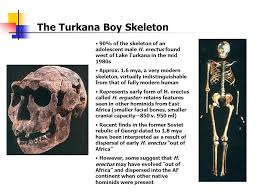 Human security milestones and history. Overview Of Human Evolution Hominids Through Time Ppt Download
