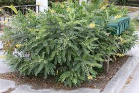 Image result for Sophora tomentosa