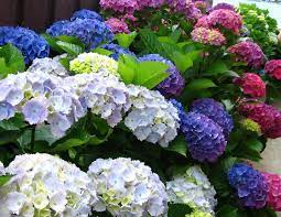 Glorious Colours Hydrangeas From My Aunt S Garden In Launceston Tasmania Australia Flowers Hydrangea Garden