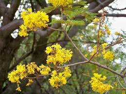 Image result for Peltophorum africanum