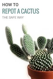 To move nutrients up their roots, plants evaporate water from their leaves in a process called transpiration. How To Repot A Cactus And Not Get Hurt