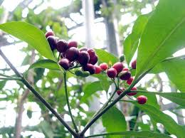 Image result for Rauvolfia nana