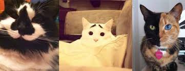 Chats Rigolos Et Les Plus Insolites Du Monde Tout Pour Mon Chat Cocaïne, hippie, opium, utopie, smoke, coke, cannabis, chat gourmand (un peu enrobé) : chats rigolos et les plus insolites du