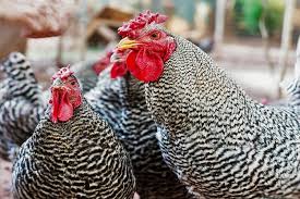 Dominique chicken for sale