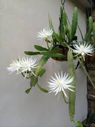 Your orchid is probably a phalaenopsis, the most popular orchid in displays at groceries and box stores. Orchid Cactus Epiphyllum Oxypetallum Aka Night Blooming Cactus Herself S Plants