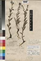 Image result for Cynoglossum coeruleum