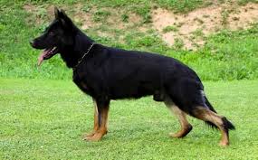 Black And Tan Coonhound German Shepherd Mix Akc Working Line Puppies For Sale German Shepherd Dogs Akc German Shepherd Sable German Shepherd