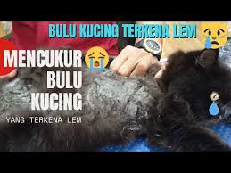 Gunakan pada bulu kucing layaknya keramas. Bulu Kucing Kena Lem Harus Dicukur Kasihan Kucing Nya Kesakitan Youtube