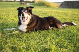 Everything You Need To Know About Border Collie Colors And