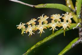 Image result for Tridactyle