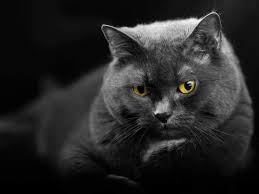 Local time in august is pdt. Alles Fur Die Katz Am 8 August Ist Internationaler Katzentag Citynews