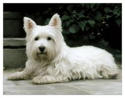 West Highland Terrier Mouse Mat