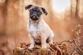 Der muss sich ja auch ersteinmal einleben. Wie Fotografiere Ich Einen Welpen 6 Tipps Fur Bessere Hundebilder Raphaela Schiller Hundefotografie