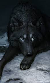 Wolf3235235 By Atenebris Wolf Love Wolf Painting Wolf Art