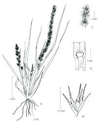Image result for Elytrophorus spicatus