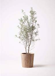 オリーブは種類がたくさん 育て方とおすすめ10選のご紹介 ガーデニングのアイデア オリーブの木 木 種類