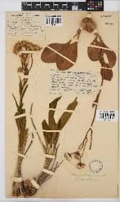 Image result for Senecio cryphiactis